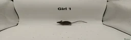 Mouse rodents for sale: 🐁August Mice Are Here!🐁 - Advert 7