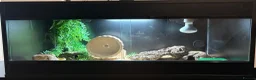 Leopard Gecko reptiles for sale: Female Raptor Leopard Gecko & 3ft Setup – £300 ONO in Slough - Advert 3
