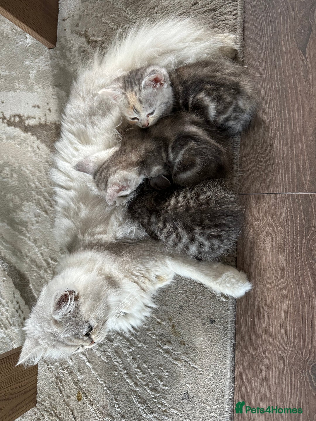 Persian cats for sale: Beautiful kittens ready for forever homes  - Image 6