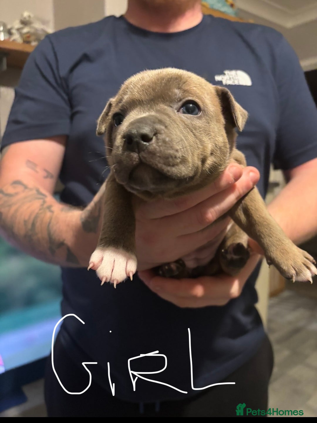 Staffordshire Bull Terrier dogs for sale: Two gorgeous puppies left  - Advert 7