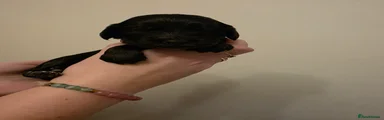 Black girl 3 