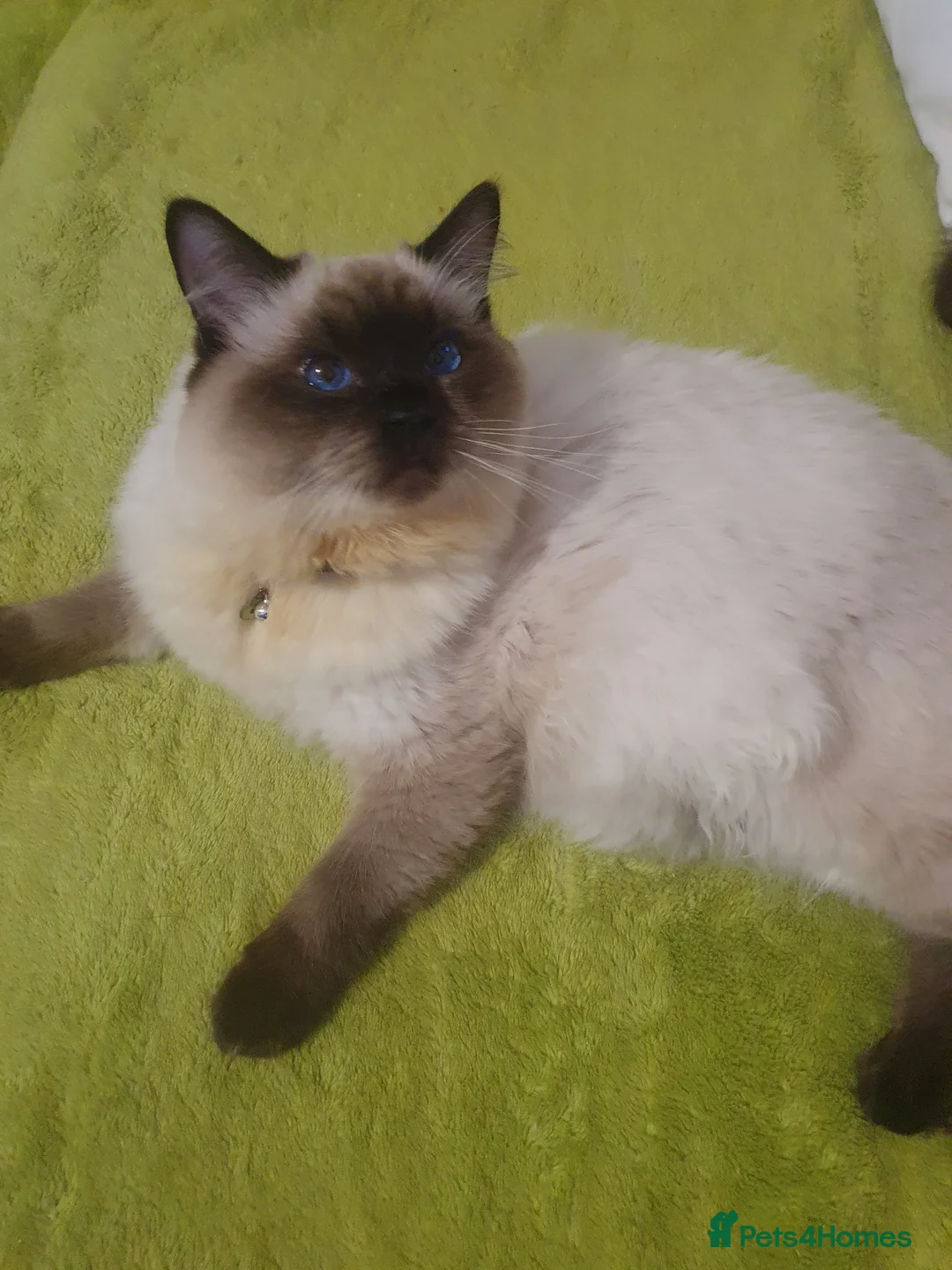 Ragdoll cats for sale: Sweet&Playful ragdolls - Advert 3