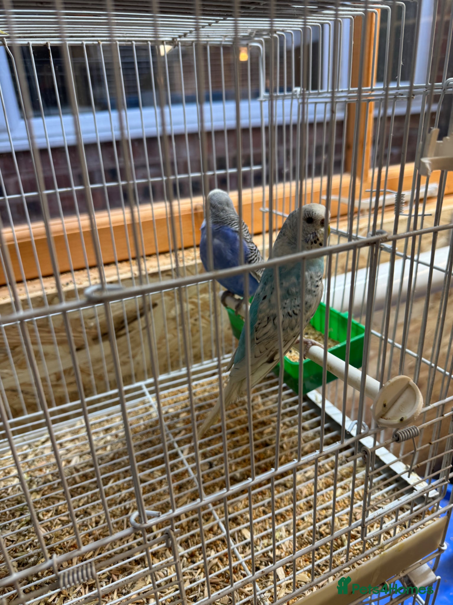 Budgerigars birds Young budgies & breeding pairs  - Advert 2