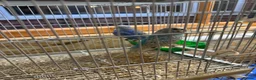 Budgerigars birds for sale: Young budgies & breeding pairs  - Advert 2