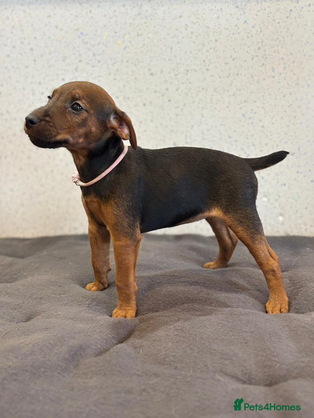 Lakeland Terrier dogs for sale: Working type Lakeland terrier’s puppies  - Image 4
