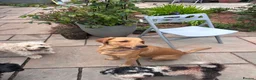 Mixed Breed dogs for sale: Rare fox red lab, cavachon mix Cavador type in Radstock - Advert 15