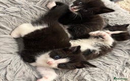 Mixed Breed cats for sale: Cat and kittens  - Image 5