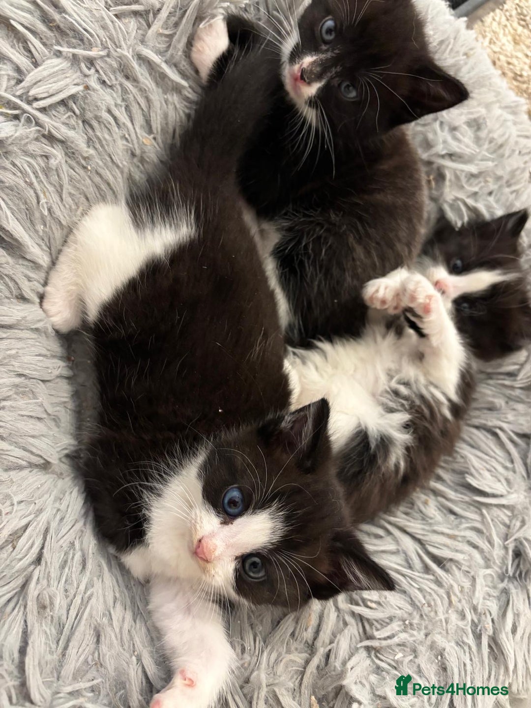 Mixed Breed cats for sale: Cat and kittens  - Image 5