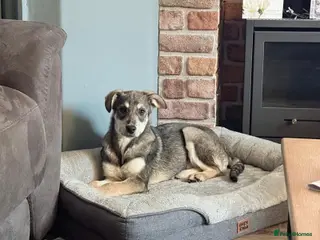 Mixed Breed dogs Kassie - Advert 11