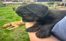 Labradoodle dogs for sale: Ready to go! Fantastic F1 Labradoodles (black) - Image 16