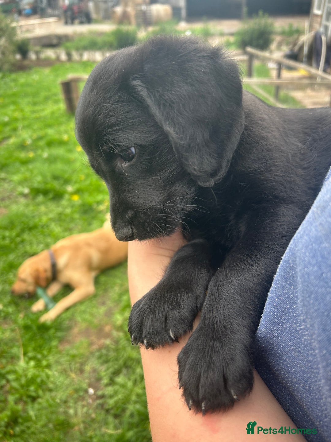 Labradoodle dogs for sale: Ready to go! Fantastic F1 Labradoodles (black) - Image 16