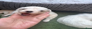 Mixed Breed 3