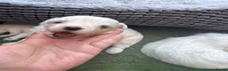 Mixed Breed dogs for sale: Beautiful Bichon Frise x Maltese Puppies - Advert 5