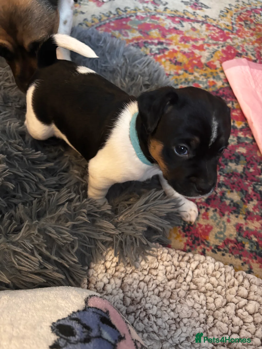 Mixed Breed dogs for sale: Jug puppies  in Dundee - Advert 5