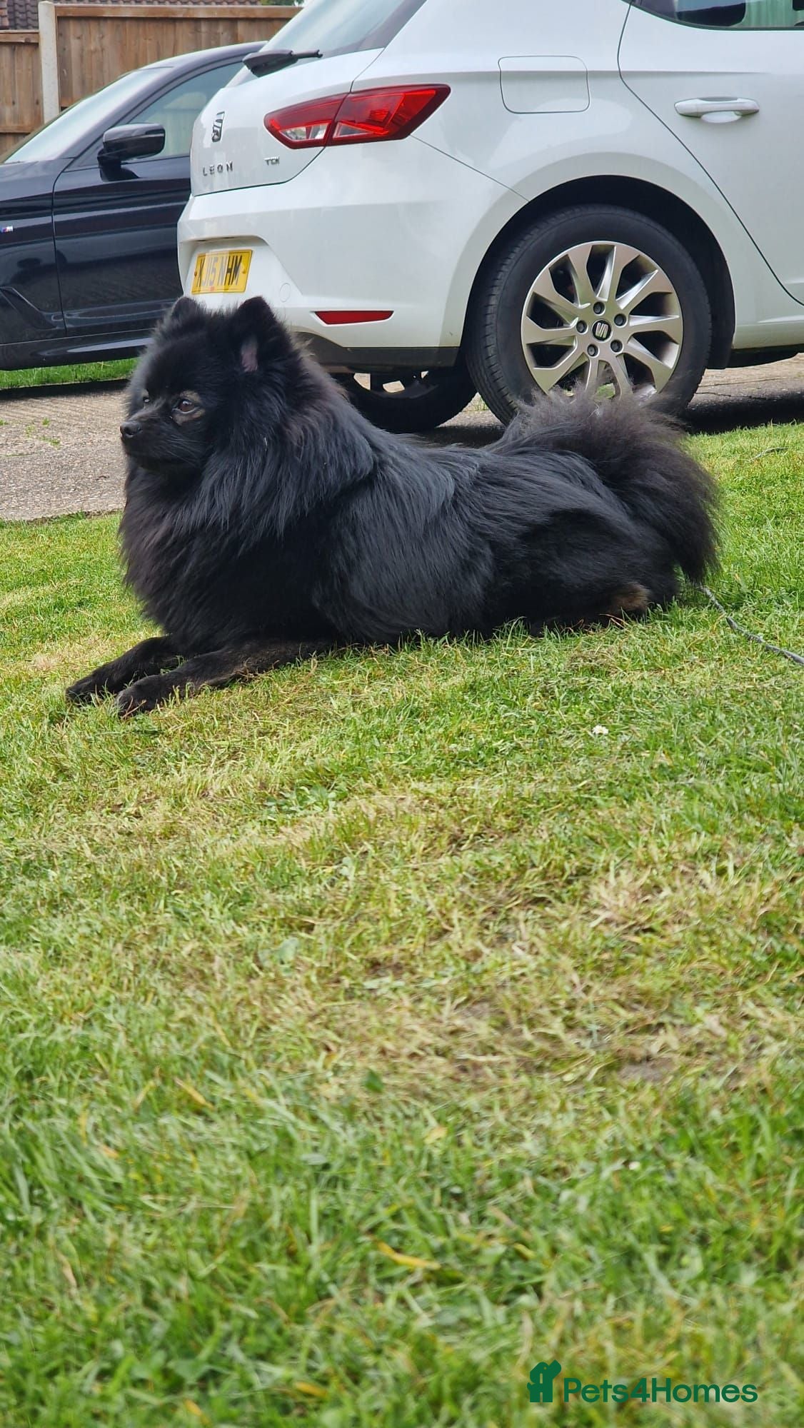 Pomeranian dogs Male Pomeranian  - Advert 4
