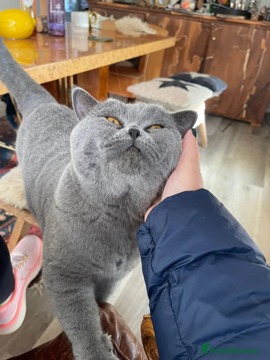 British Shorthair cats for stud: Pedigree GCCF British Short Hair STUD AVAIL  - Advert 2