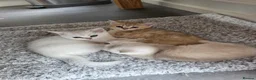 British Shorthair cats for sale: 🐱 British Shorthair Kittens for Sale 🐱 - Advert 9
