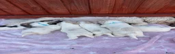 Mixed Breed dogs for sale: Bichon Frise x Bichon Boloneze - Advert 20