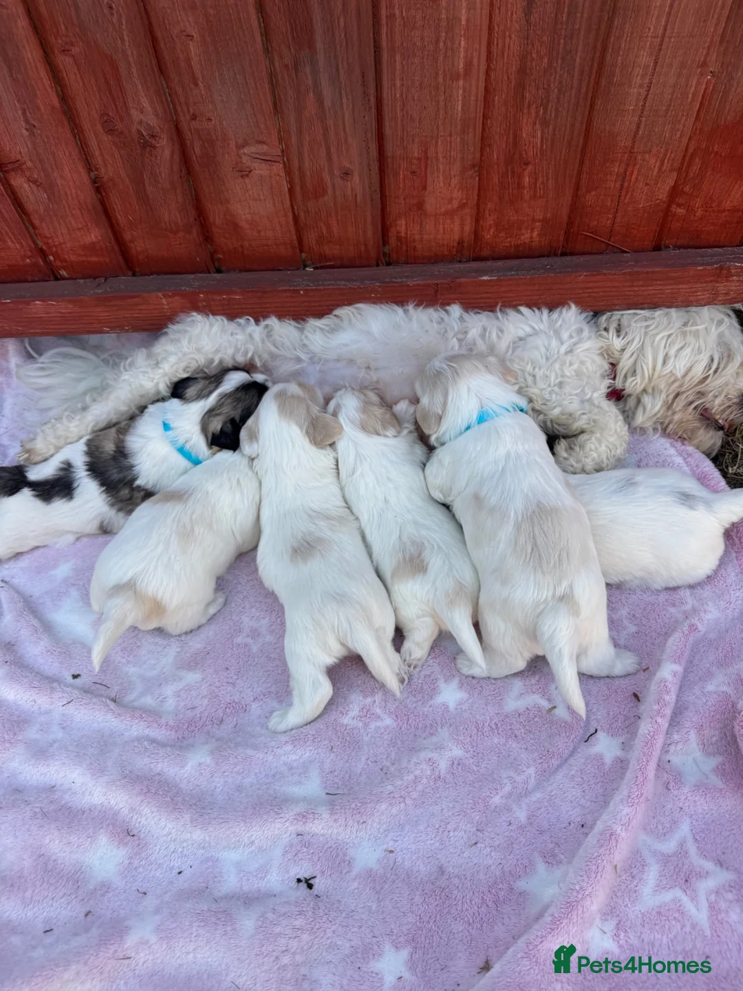 Mixed Breed dogs for sale: Bichon Frise x Bichon Boloneze - Advert 20