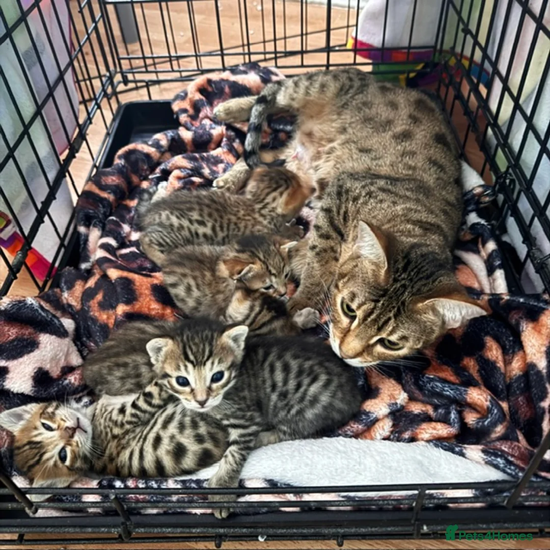 Savannah cats for sale: 5 Gorgeous Spotty Savannah Babies - Advert 1