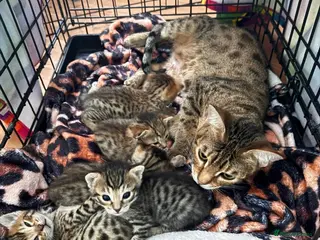 Savannah cats 5 Gorgeous Spotty Savannah Babies - Advert 1