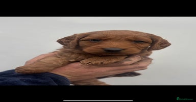 Labradoodle dogs - Advert 1