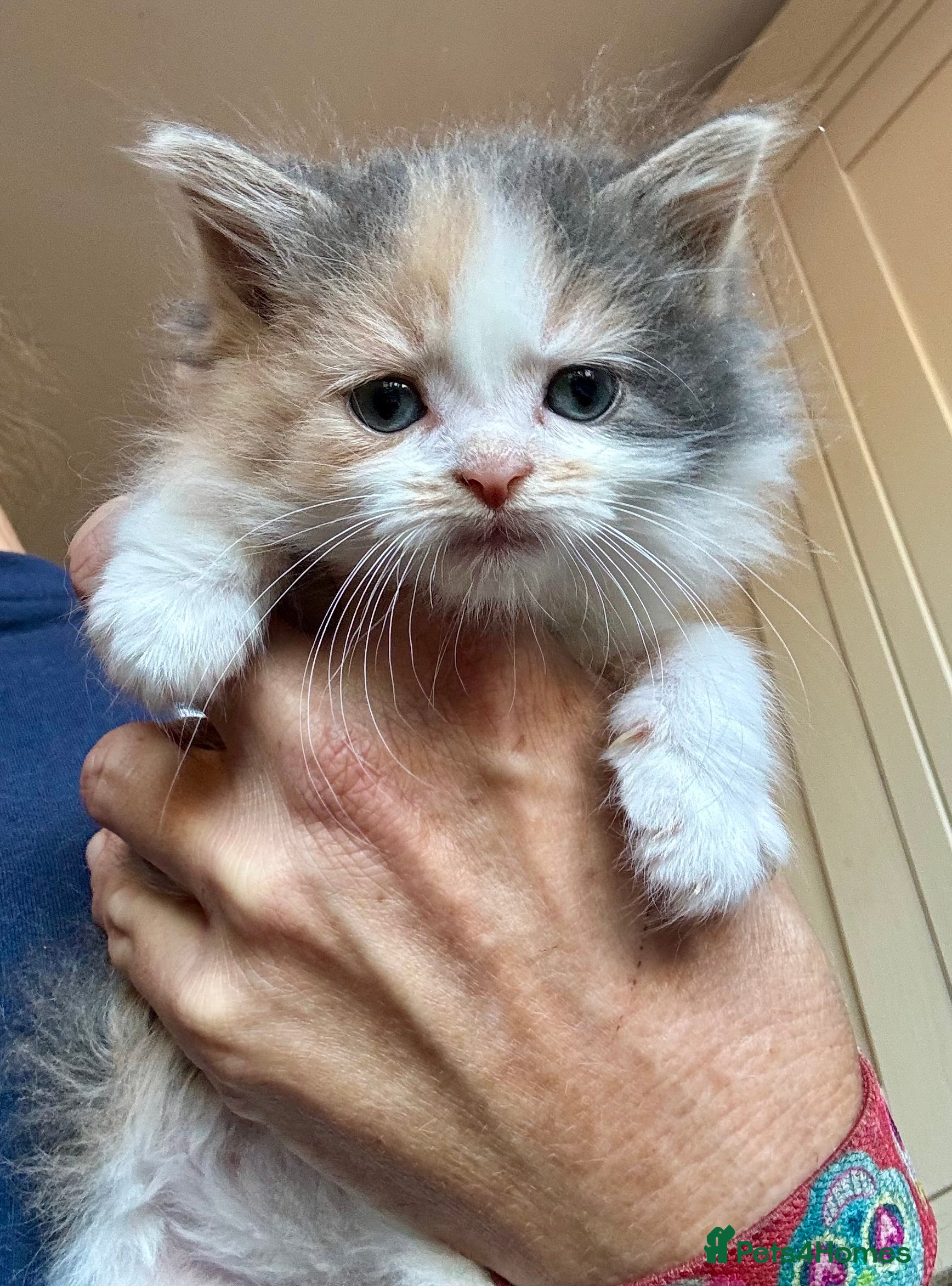 Mixed Breed cats Maine coon cross kittens last 2 girls left - Advert 2