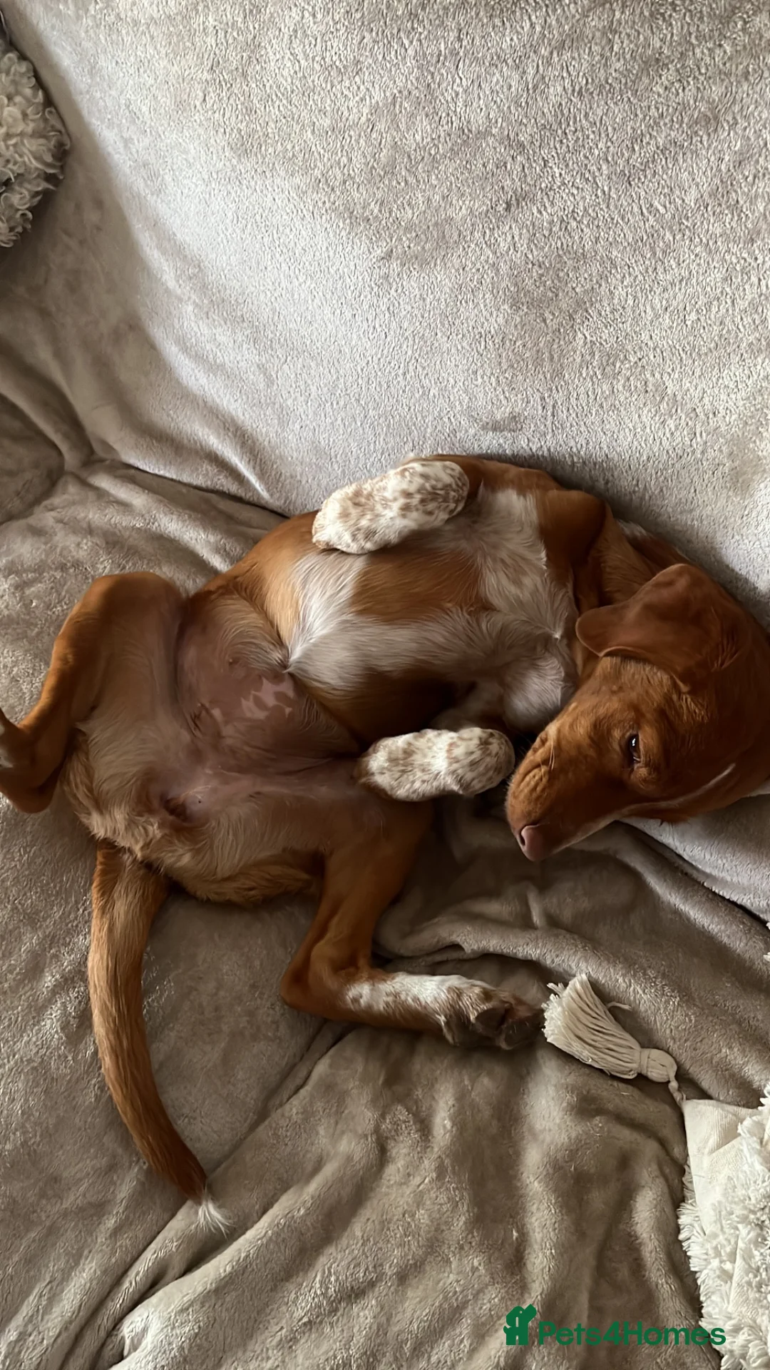 Mixed Breed dogs for sale: Visla mix  - Advert 2
