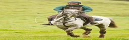Appaloosa horses for sale: Knabstrupper x Appaloosa gelding  - Advert 1