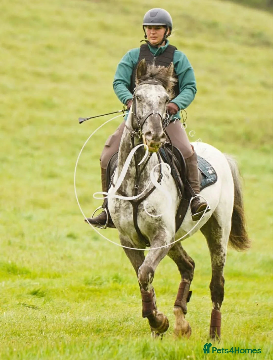 Appaloosa horses for sale: Knabstrupper x Appaloosa gelding  - Advert 1