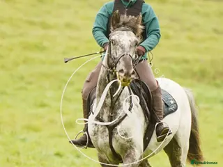 Appaloosa horses Knabstrupper x Appaloosa gelding - Advert 1