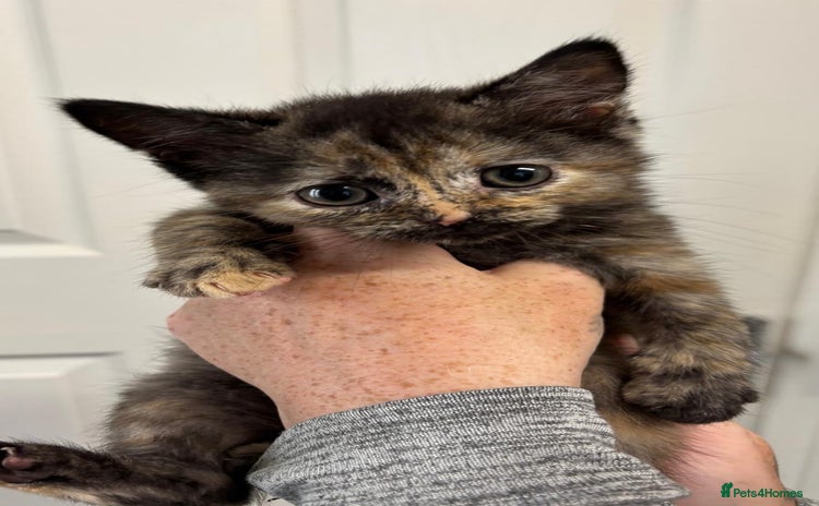 Mixed Breed cats - Advert 2