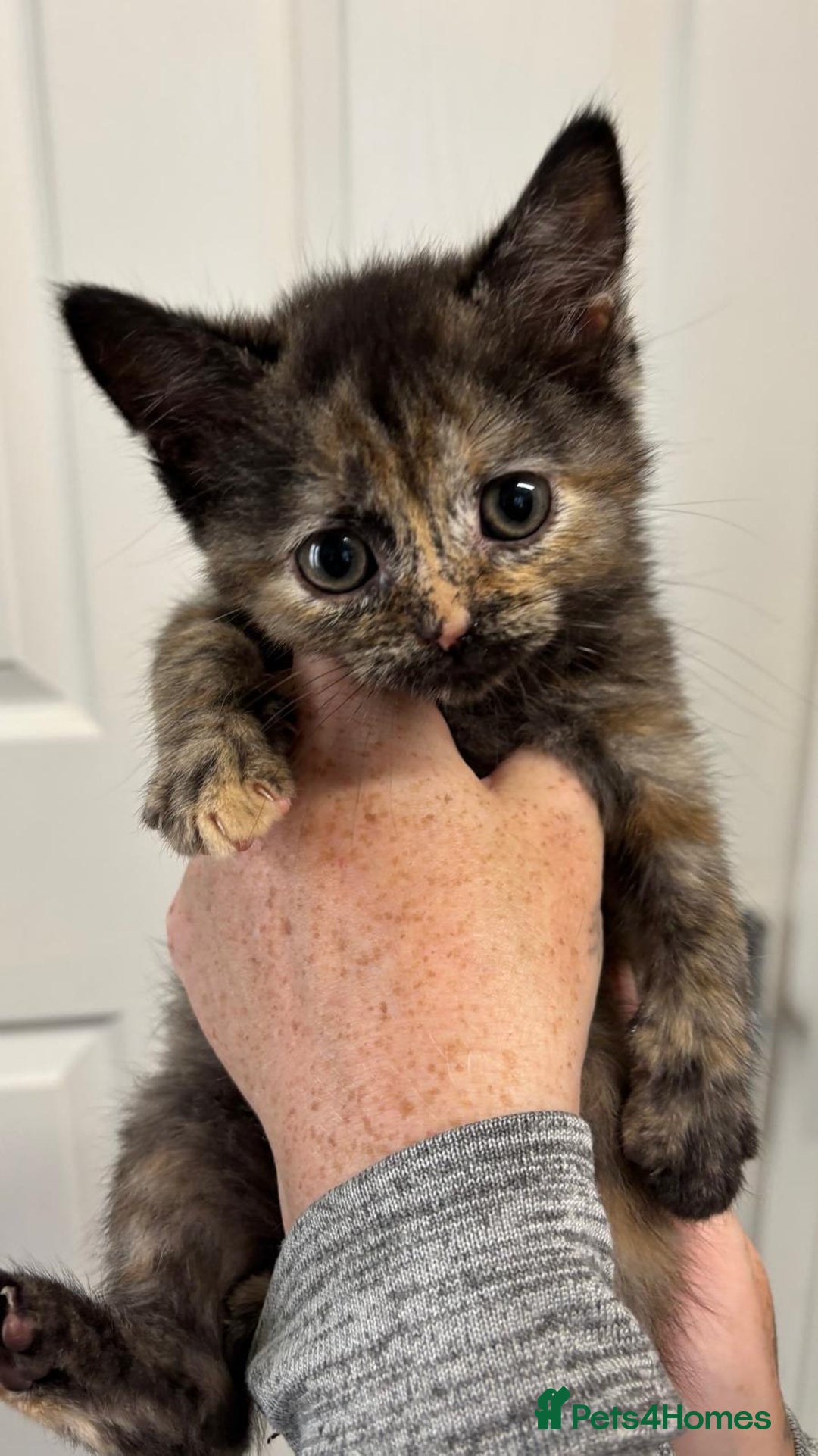 Mixed Breed cats for sale: Tortoiseshell Female kittens  - Image 1