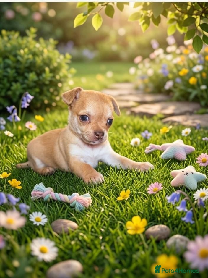 Chihuahua dogs Adorable chihuahua puppies - Advert 9