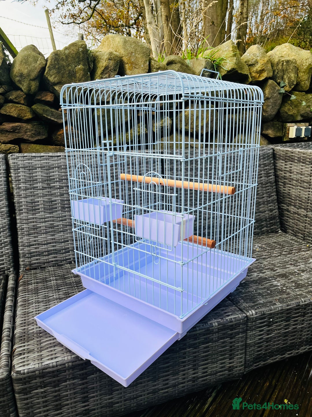 Parrots birds for sale: Blue Fronted Amazon Parrot  - Image 9