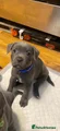 Staffordshire Bull Terrier 4