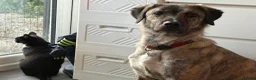 Mixed Breed dogs for adoption: Ebony - Norwich Norfolk  in Norwich - Advert 22