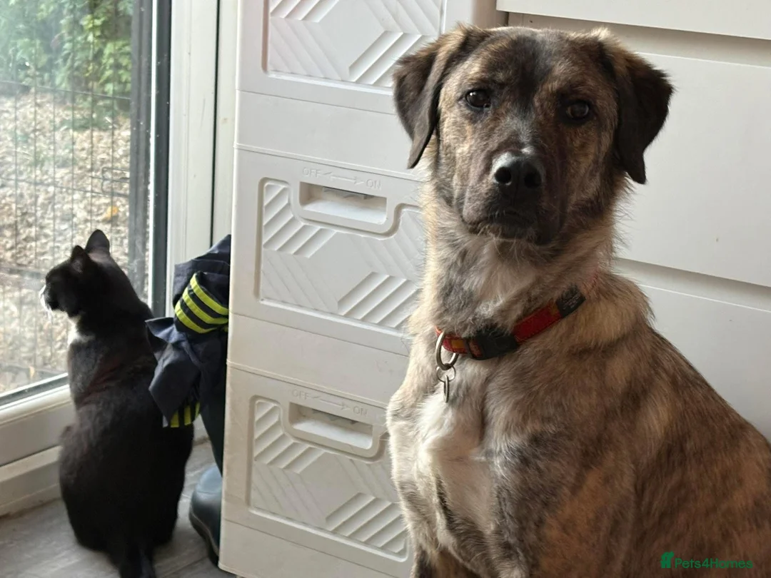 Mixed Breed dogs for adoption: Ebony - Norwich Norfolk  in Norwich - Advert 22