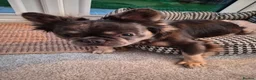 French Bulldog dogs for sale: Male Fluffy Frenchie  - Advert 2