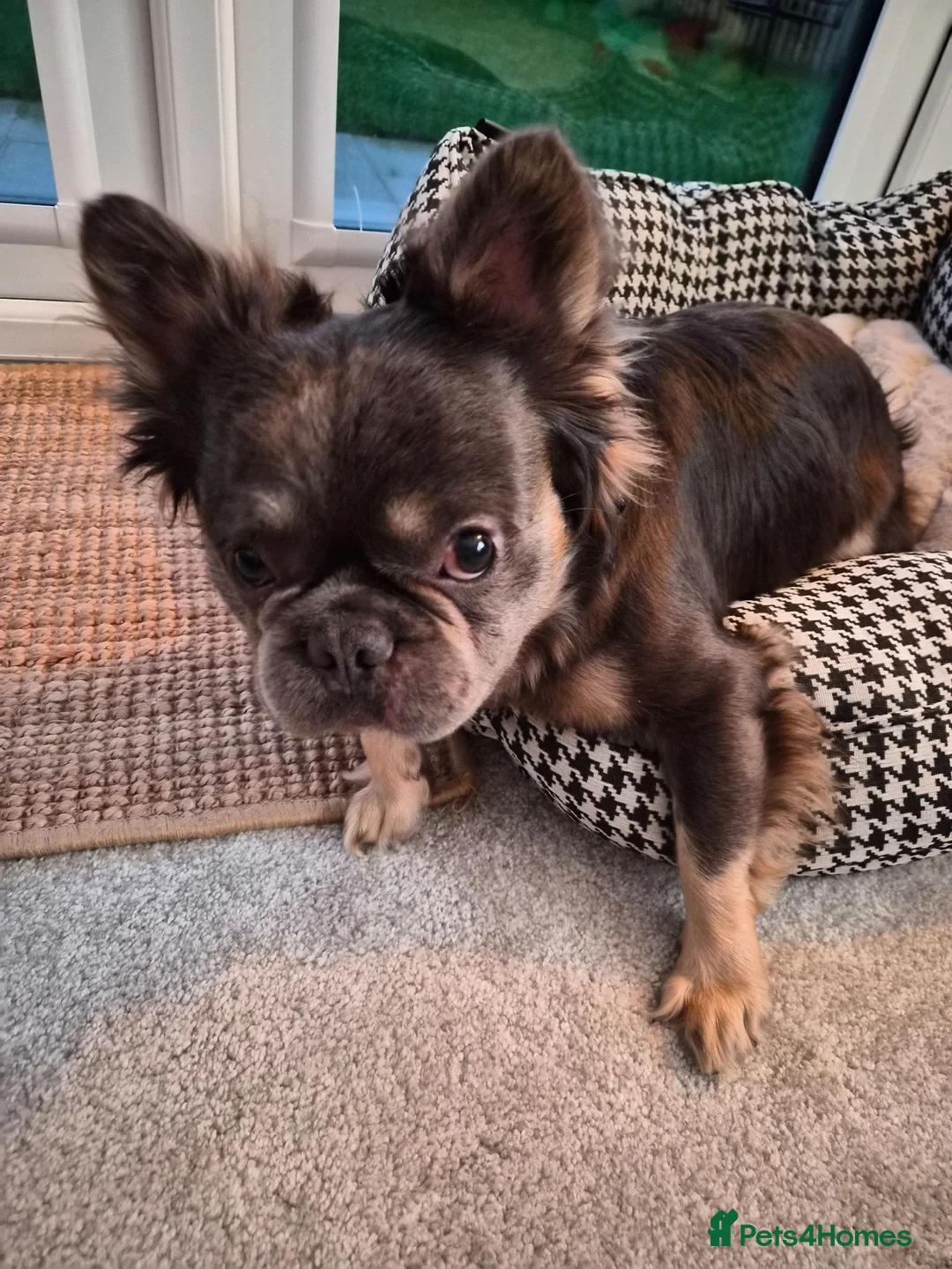 French Bulldog dogs for sale: Male Fluffy Frenchie  - Advert 2