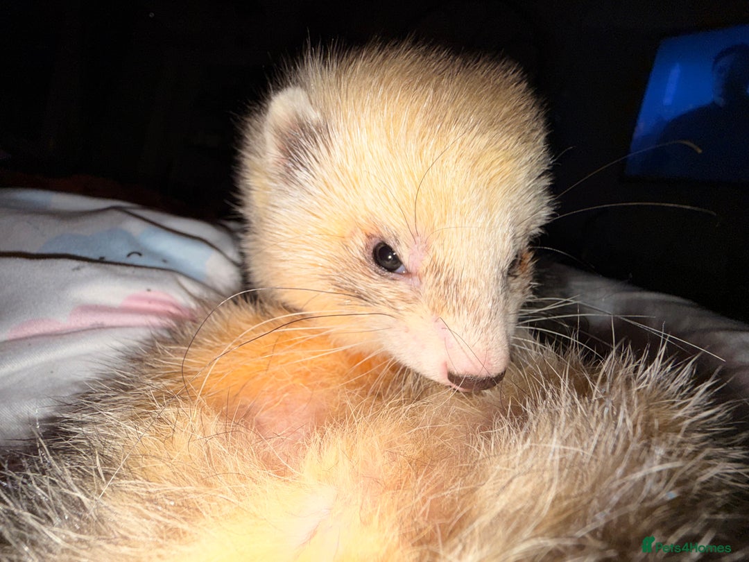 Ferret rodents for sale: Fifi & Skunk - Advert 8