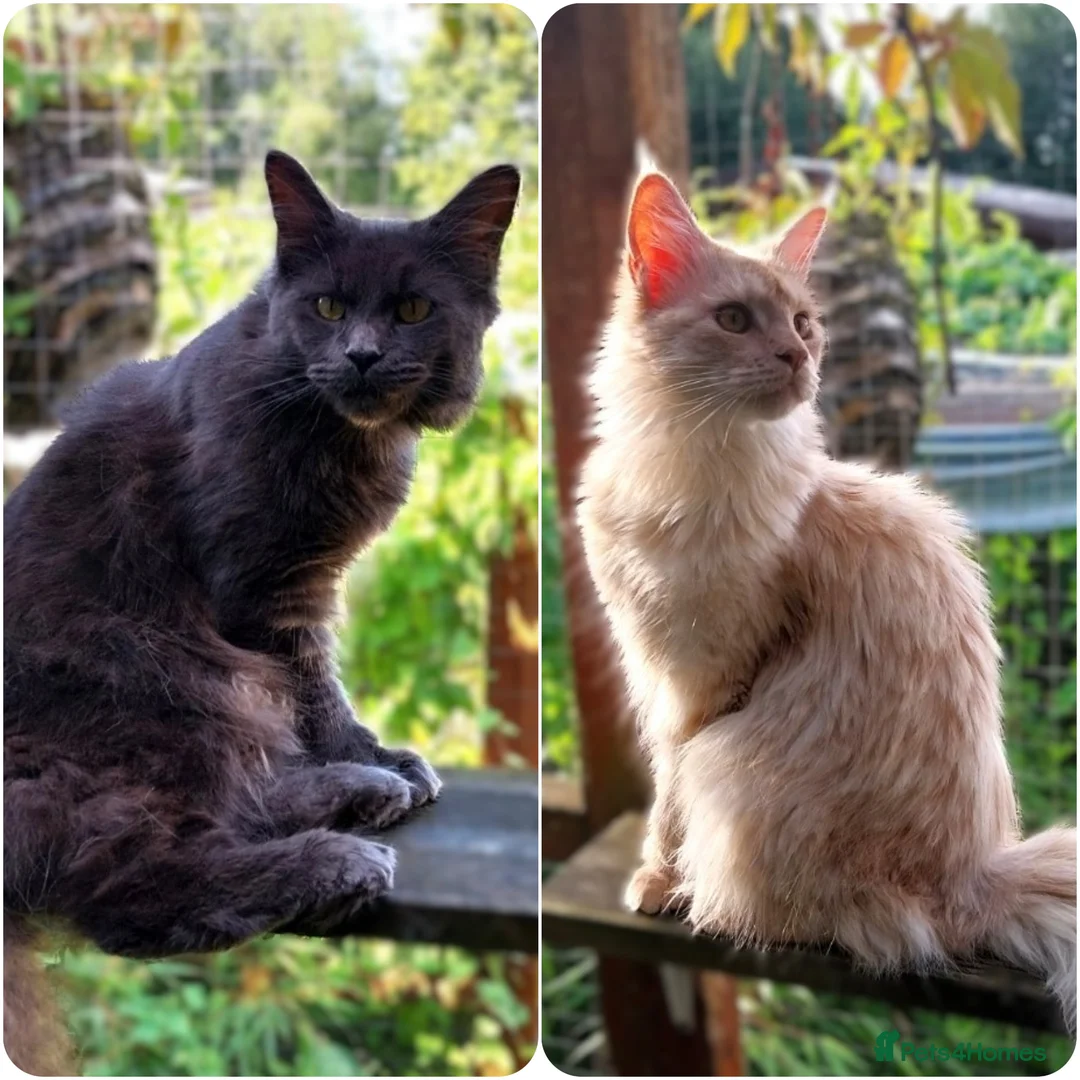 Maine Coon cats for sale: TICA Reg Maine Coon Kittens. Cream. Red. Tortie  - Advert 9