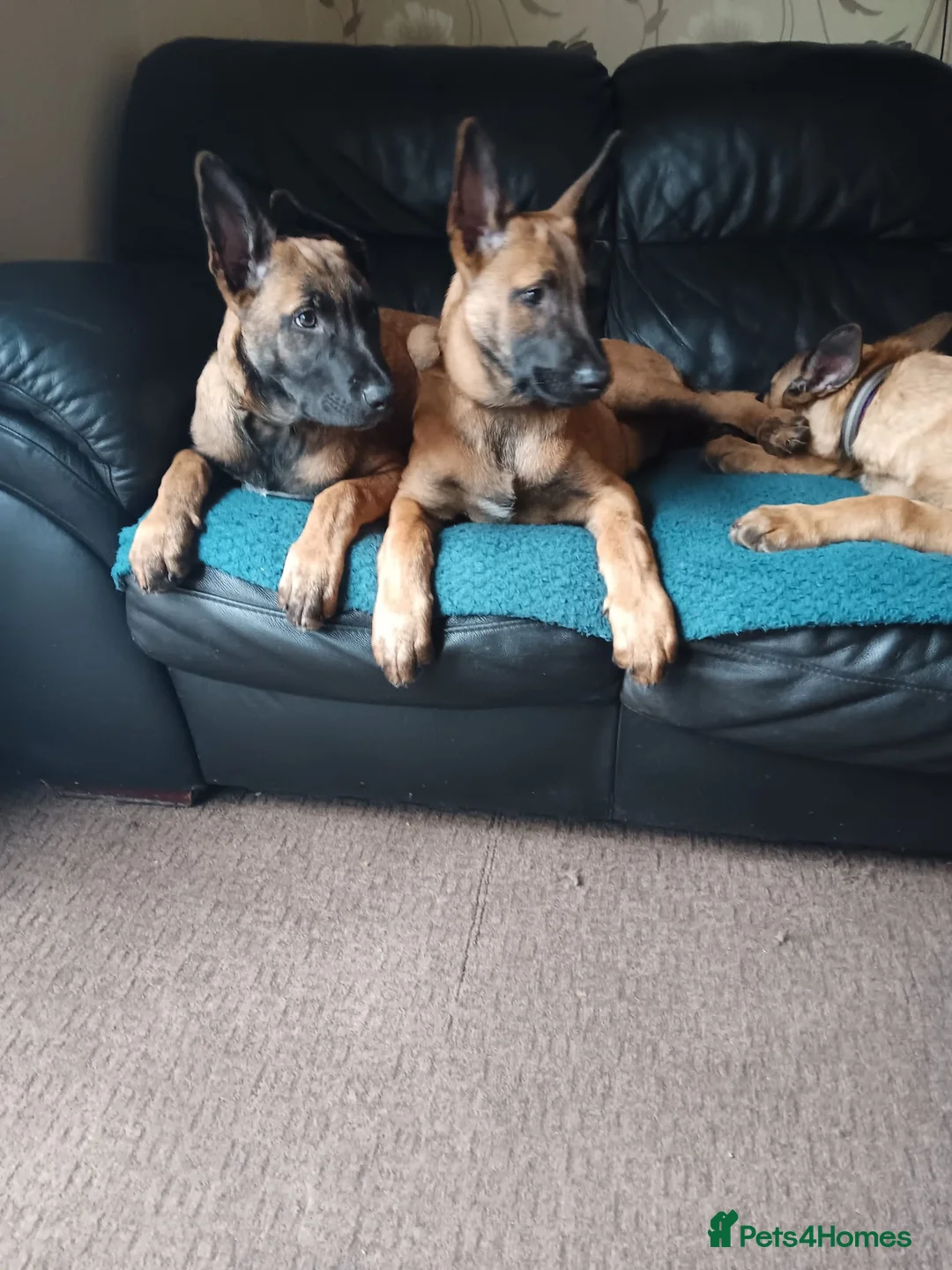 Belgian Shepherd Dog dogs for sale: Belgian Shepherd Puppies  - Advert 5