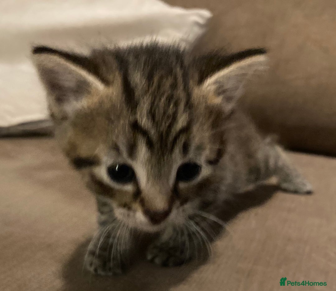 British Shorthair cats for sale: Kittens  - Image 6