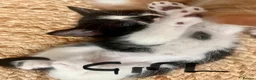 Himalayan cats for sale: Himalayan cross - Advert 13