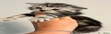 Maine Coon Kitten 7