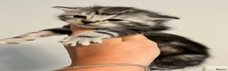 Maine Coon cats for sale: Maine coon kittens  - Advert 2