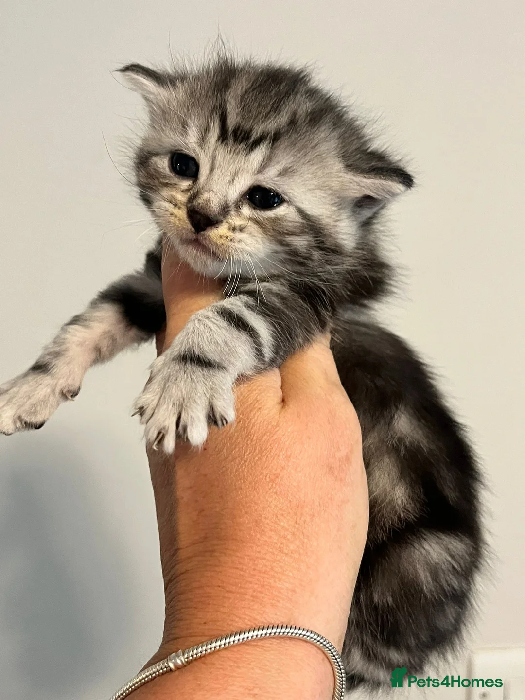 Maine Coon cats for sale: Maine coon kittens  - Advert 2