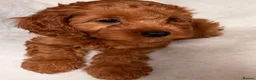 Cavapoo dogs for sale: Stunning Red F1b cavapoo puppies - Advert 19