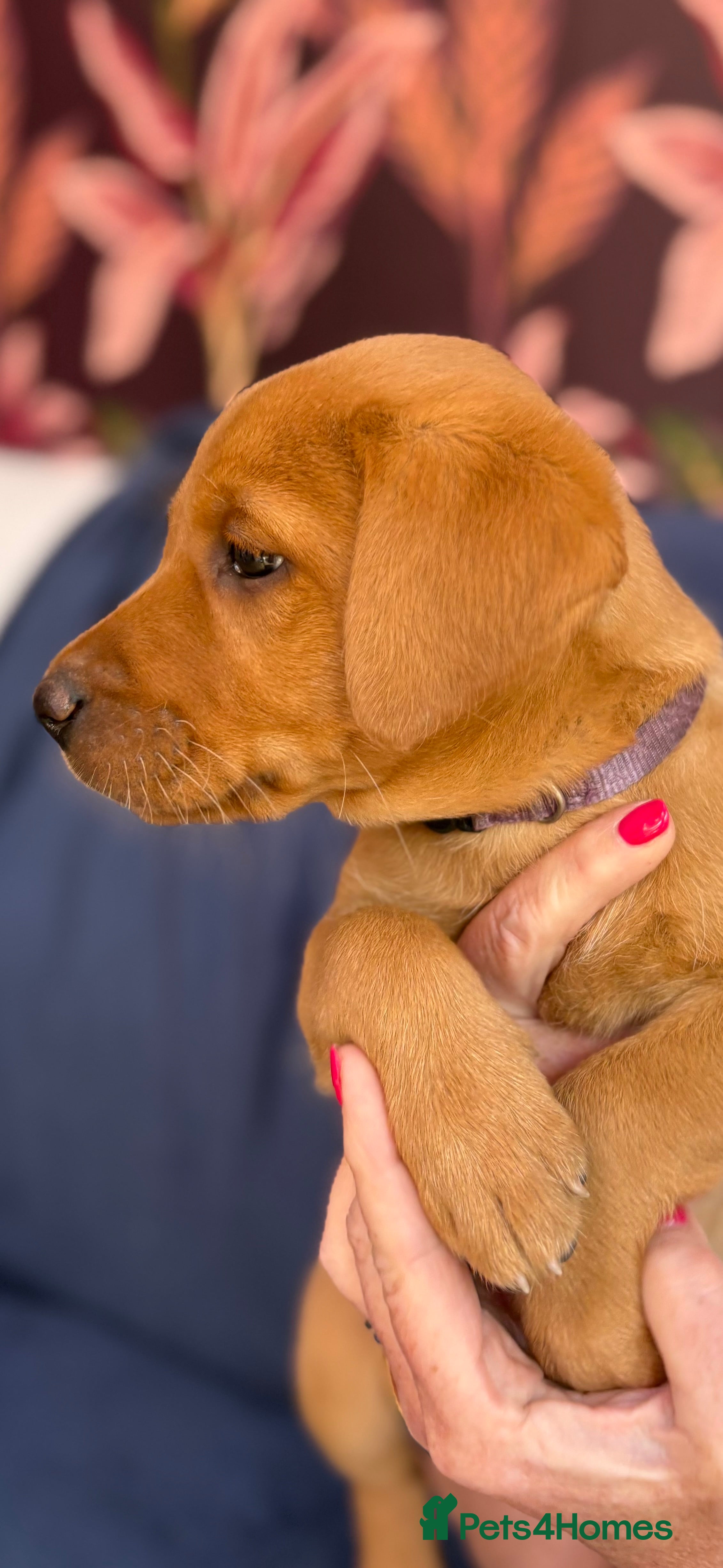 Labrador Retriever dogs Beautiful Labrador puppies - Advert 2